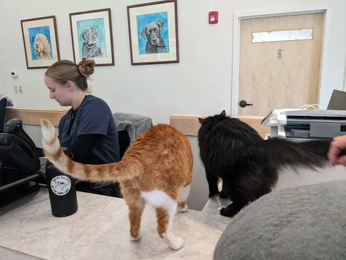 Animal Hospital of Saco Picture 2