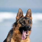 Saco Veterinary Walk-In Care