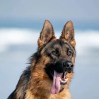 Saco Veterinary Walk-In Care ico