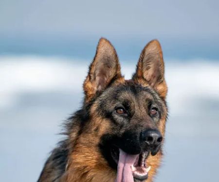 Saco Veterinary Walk-In Care