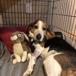 Maine Veterinary Medical Center
