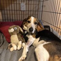 Maine Veterinary Medical Center ico