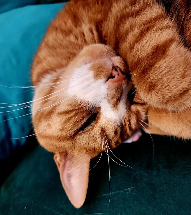 Portland Veterinary Emergency and Specialty Care Picture 1