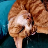 Portland Veterinary Emergency and Specialty Care ico