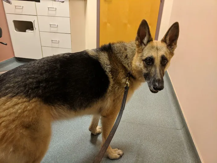 Portland Veterinary Emergency and Specialty Care Picture 5