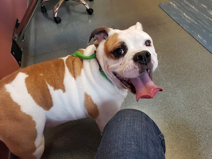 Portland Veterinary Emergency and Specialty Care Picture 6