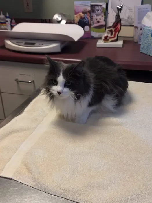 Portland Veterinary Emergency and Specialty Care Picture 8
