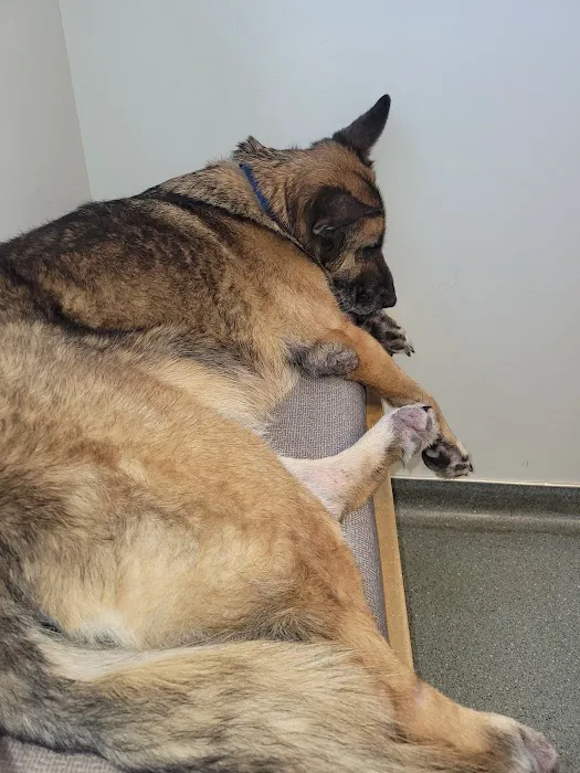 Portland Veterinary Emergency and Specialty Care Picture 7