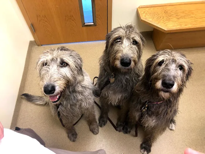 Westside Animal Hospital Picture 1
