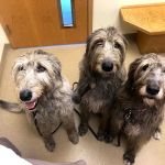 Westside Animal Hospital