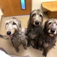 Westside Animal Hospital ico