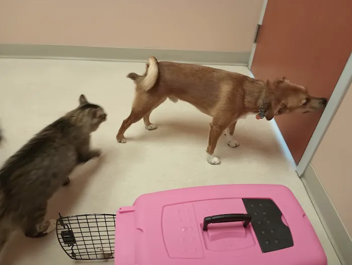 Cumberland Animal Clinic Picture 2