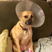 Stoneledge Animal Hospital ico