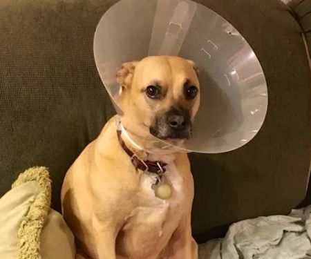 Stoneledge Animal Hospital
