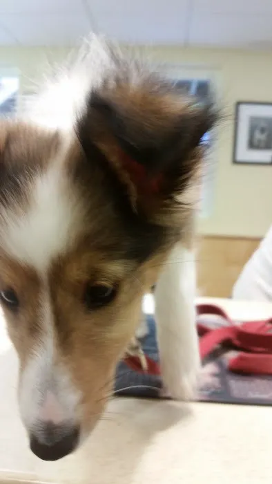 Pownal Veterinary Hospital Picture 5
