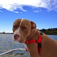 Westbrook Animal Hospital ico
