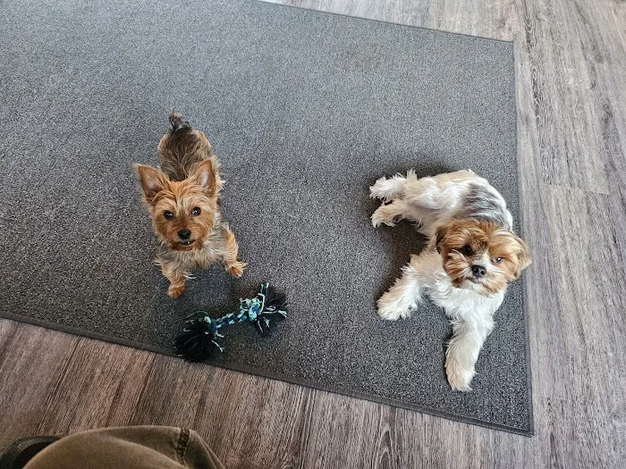 Westbrook Animal Hospital Picture 8