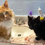 North Deering Veterinary Hospital
