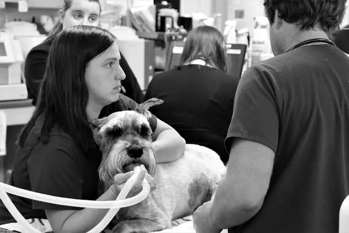 Portland Veterinary Emergency and Specialty Care Picture 1