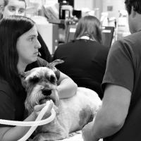 Portland Veterinary Emergency and Specialty Care ico