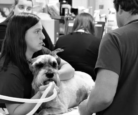 Portland Veterinary Emergency and Specialty Care