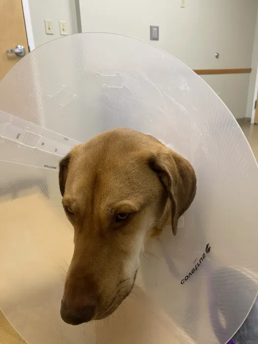 Portland Veterinary Emergency and Specialty Care Picture 4