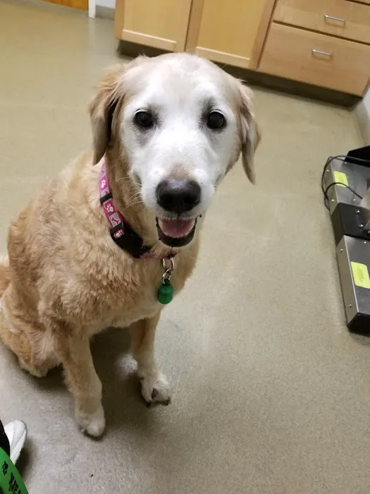 Portland Veterinary Emergency and Specialty Care Picture 9