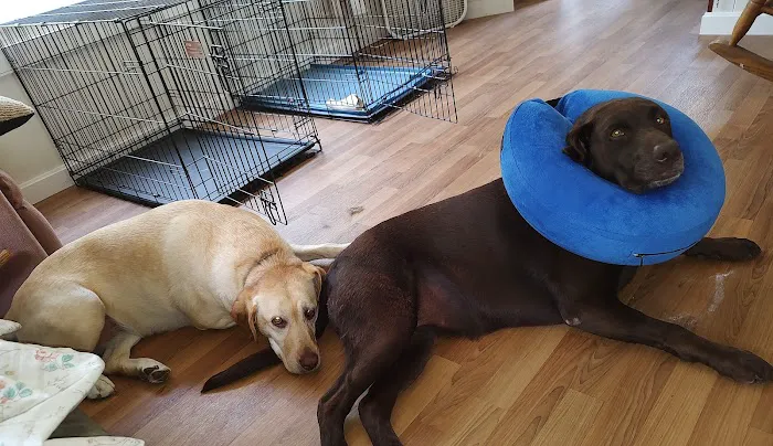 Portland Veterinary Emergency and Specialty Care Picture 10