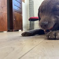 Maine Veterinary Internal Medicine ico