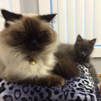 Biddeford Animal Hospital ico