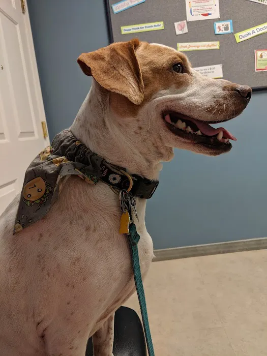 Biddeford Animal Hospital Picture 7