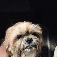 Mann Memorial Veterinary Clinic ico