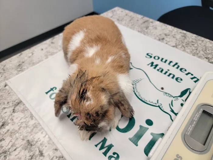 Southern Maine Hospital for Small Mammals Picture 1