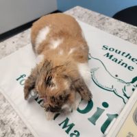 Southern Maine Hospital for Small Mammals ico