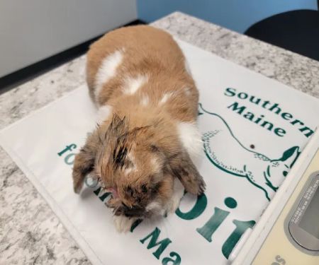 Southern Maine Hospital for Small Mammals