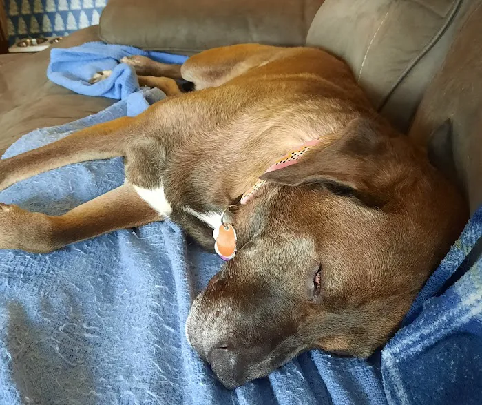 Casco Bay Veterinary Hospital Picture 7