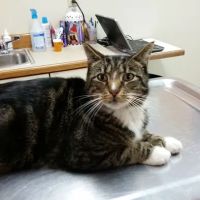 Turner Veterinary Service ico