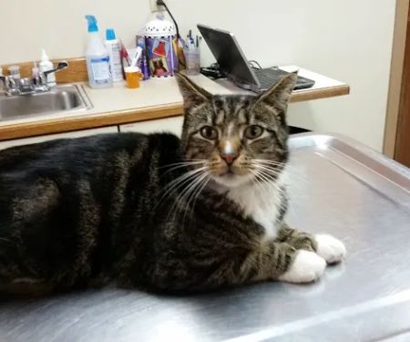 Turner Veterinary Service