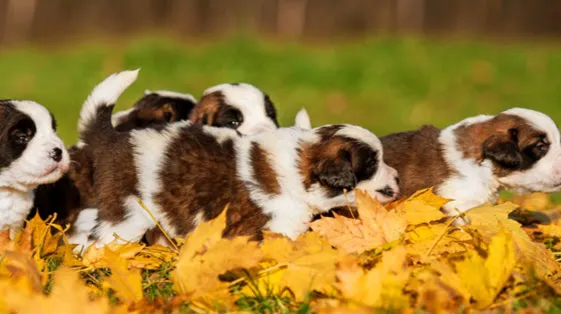 Turner Veterinary Service Picture 7