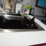 Bethel Animal Hospital