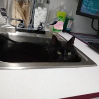 Bethel Animal Hospital ico