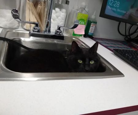Bethel Animal Hospital