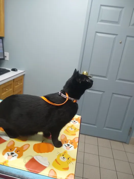 Bethel Animal Hospital Picture 2
