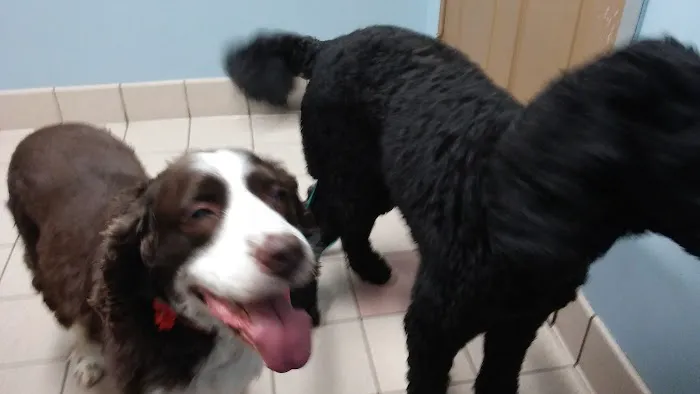 Bethel Animal Hospital Picture 5