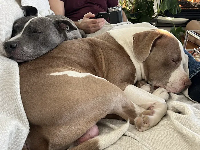 Bethel Animal Hospital Picture 7