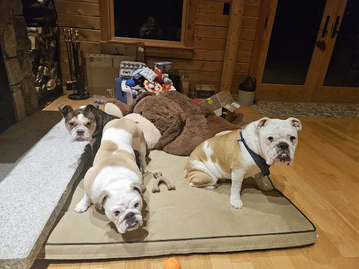 Bethel Animal Hospital Picture 10