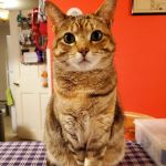 Taylor Brook Animal Hospital