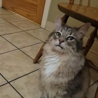 Auburn Animal Center ico
