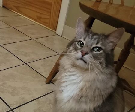 Auburn Animal Center