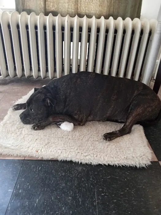 Auburn Animal Center Picture 4